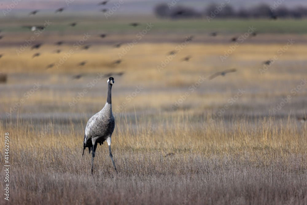 Grulla en la laguna de Gallocanta, Grua europea