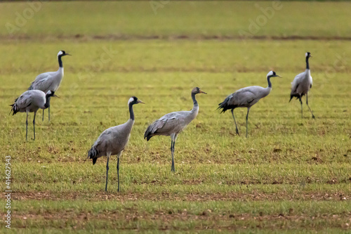 Obraz na płótnie Grulla en la laguna de Gallocanta, Grua europea w salonie