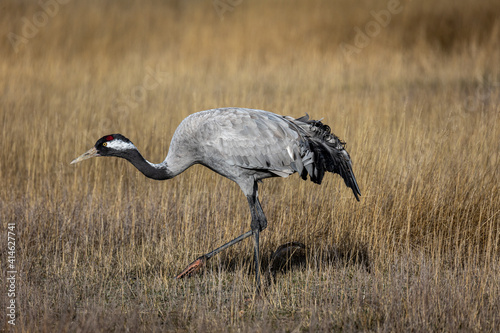 Obraz na płótnie Grulla en la laguna de Gallocanta, Grua europea w salonie