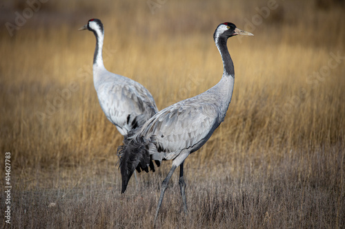Obraz na płótnie Grulla en la laguna de Gallocanta, Grua europea w salonie