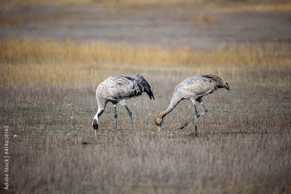 Grulla en la laguna de Gallocanta, Grua europea
