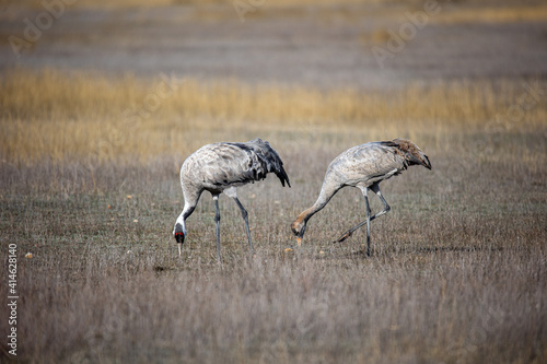 Obraz na płótnie Grulla en la laguna de Gallocanta, Grua europea w salonie
