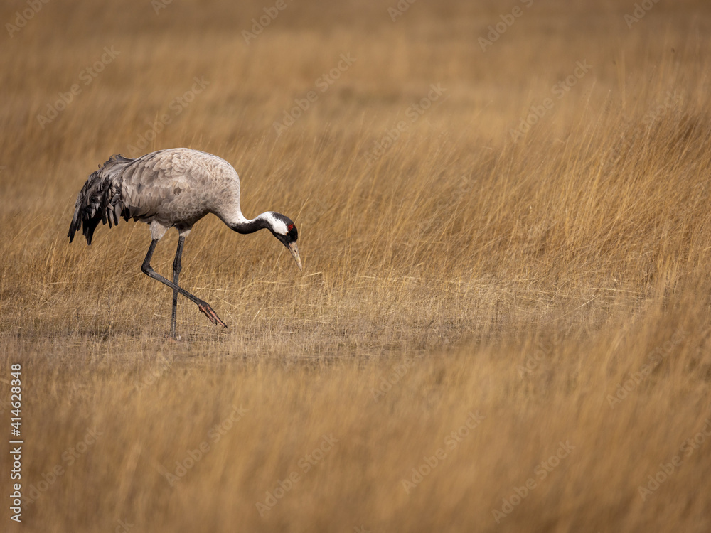 Grulla en la laguna de Gallocanta, Grua europea