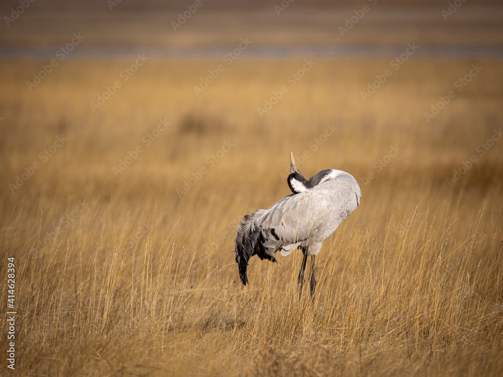 Grulla en la laguna de Gallocanta, Grua europea