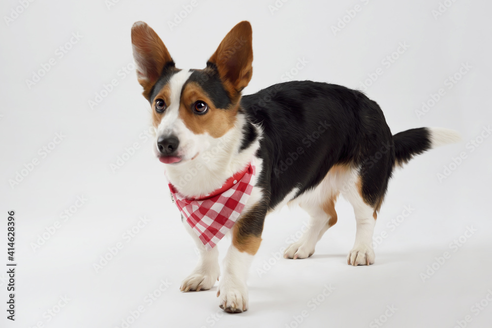 Welsh corgi pembroke in a studio with checkered scarf on white background Welsh corgi pembroke in a studio with checkered scarf on white background