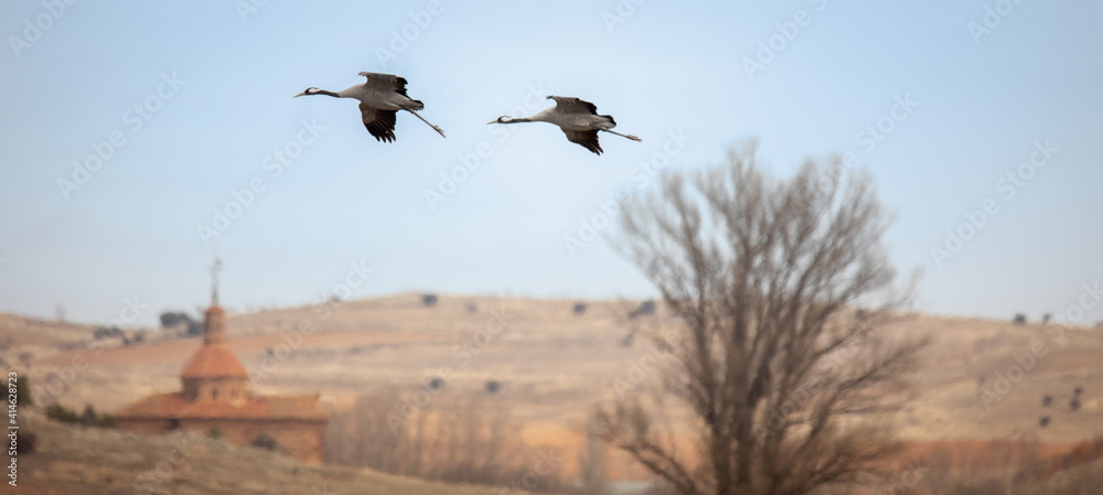 Grulla aterrizando en la Laguna de Gallocanta