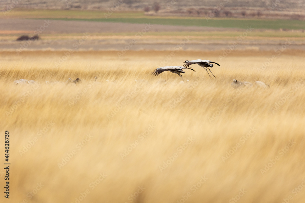 Grullas aterrizando en Gallocanta