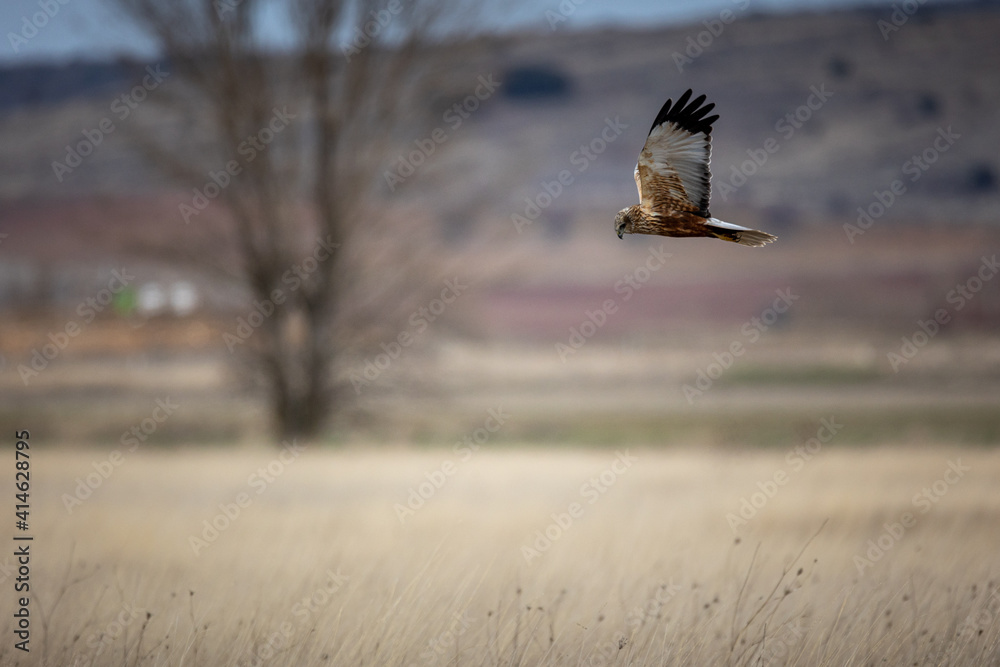 Aguilucho Lagunero volando sobre la Laguna de gallocanta