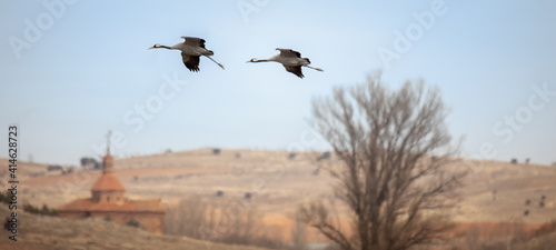 Obraz na płótnie Grulla aterrizando en la Laguna de Gallocanta w salonie