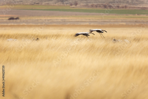 Grullas aterrizando en Gallocanta © Xevi Vilaregut