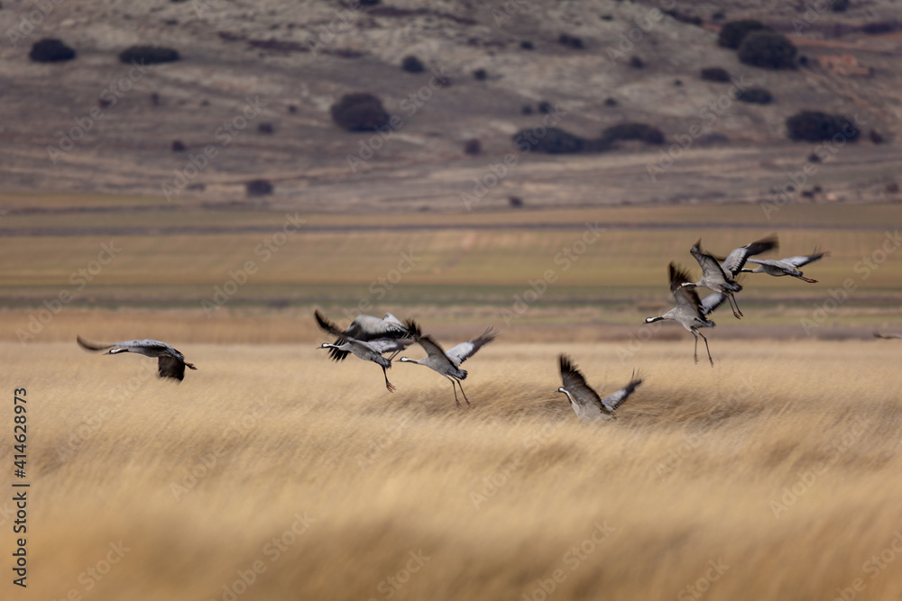 grullas aterrizando en la Laguna de Gallocanta