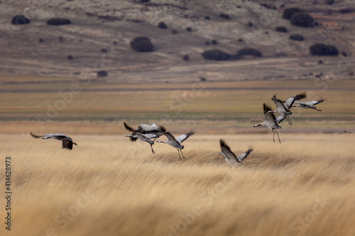 Obraz na płótnie grullas aterrizando en la Laguna de Gallocanta
w salonie