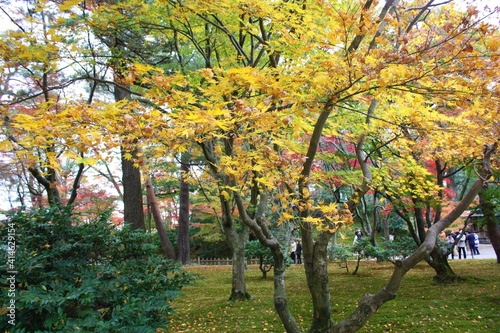 View of bright red and yellow autumn leaves, Momiji closeup in Kanazawa, Ishikawa prefecture, Japan - 金沢 兼六園 秋のもみじ 石川県 日本