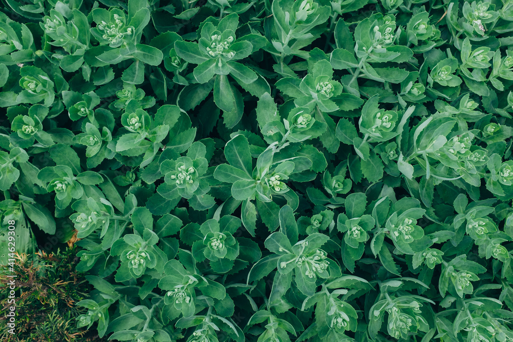 Vegetative background. Close up leaf texture Vegetative background. Close up leaf texture