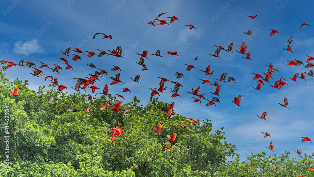 Close up photo of flock beutiful bright red birds Scarlet Ibis Eudocimus ruber returning to overnight in evening light, dark green blurred background. Nice red and green contrast. Caroni, Trinidad. Close up photo of flock beutiful bright red birds Scarlet Ibis Eudocimus ruber returning to overnight in evening light, dark green blurred background. Nice red and green contrast. Caroni, Trinidad.