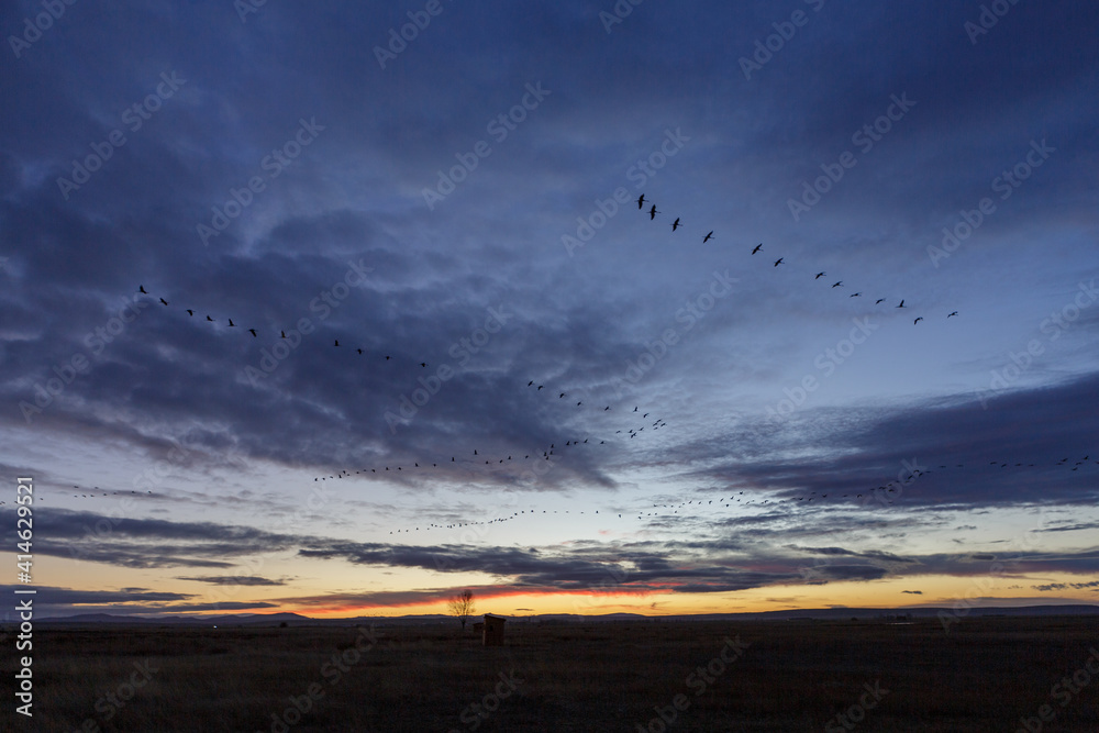 Grupo de grullas volando en bandada al atardecer