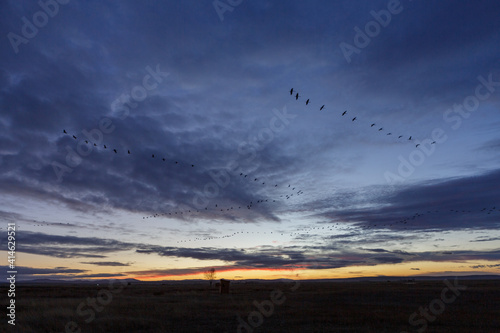 Grupo de grullas volando en bandada al atardecer