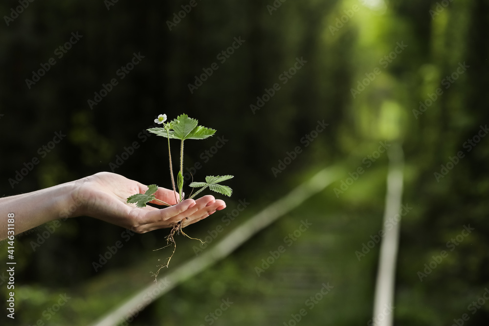 environment Earth Day In the hands of trees growing seedlings. Bokeh green Background Female hand holding tree on nature field grass Forest conservation concept. environment Earth Day In the hands of trees growing seedlings. Bokeh green Background Female hand holding tree on nature field grass Forest conservation concept.