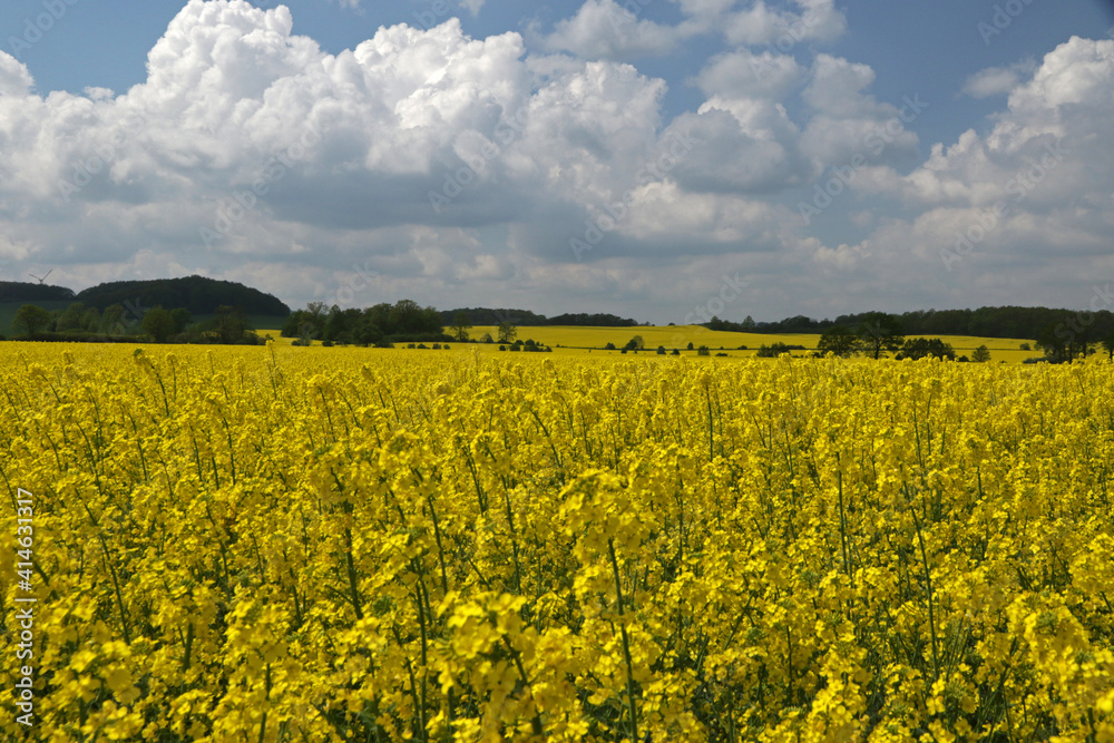 Canola flowers field in Lower Silesia near Sudetes, Poland