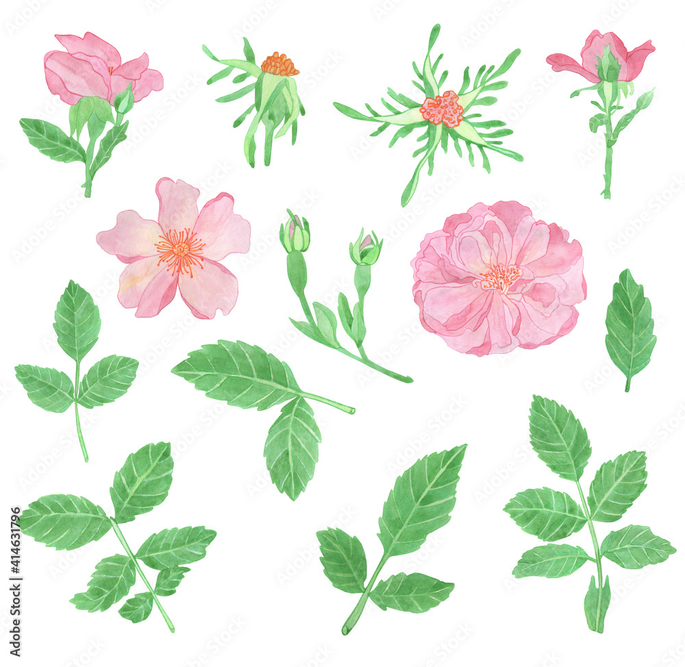 Watercolor pink rose flowers and leaves, rosehip arrangement clip art, isolated bouquet