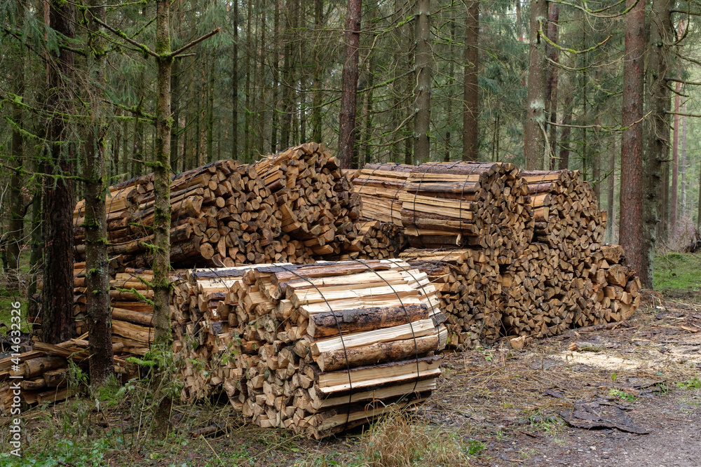 Mehrere große Bündel mit Brennholz / Meterholz sind aufgestapelt im Wald - dahinter Nadelbäume (Holzwirtschaft) Mehrere große Bündel mit Brennholz / Meterholz sind aufgestapelt im Wald - dahinter Nadelbäume (Holzwirtschaft)
