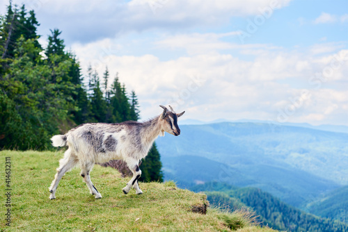 Beautiful mammal animal standing on green grass, breathtaking mountain scenery on background. Rocky mountain goat in warm summer day, cloudy sky.