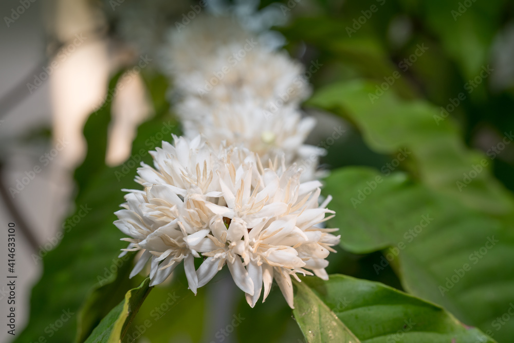 White Coffee blossom on green nature bokeh, Coffee tree in Organic Farm with white Coffee blossom flower. White Coffee blossom on green nature bokeh, Coffee tree in Organic Farm with white Coffee blossom flower.