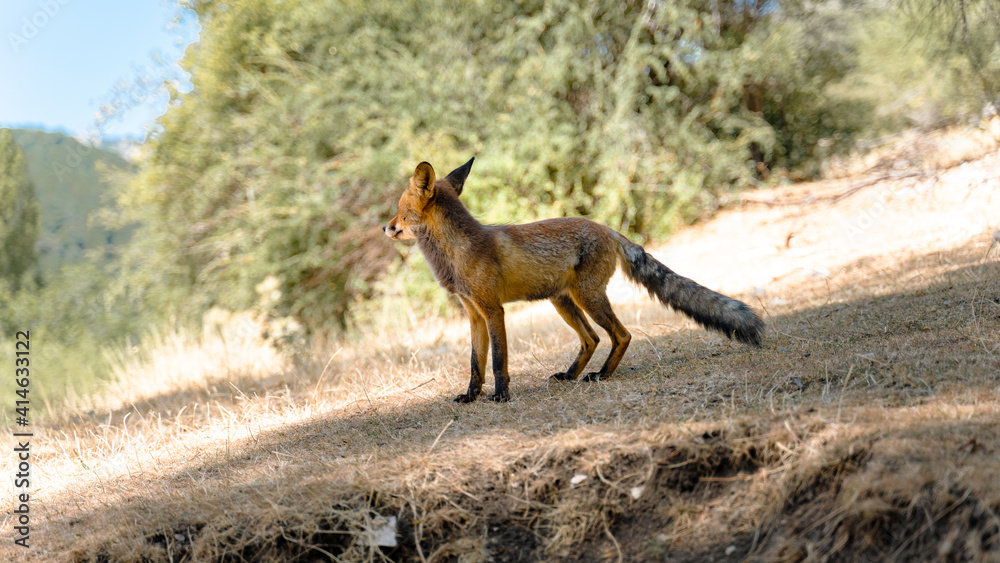 Fototapeta premium Closeup shot of a fox in Sierras de Cazorla Natural Park, Spain