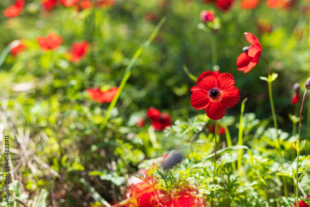 Red anemones flowers close-up on a blurred grassy background. Israel