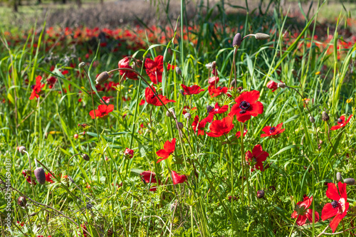 Red anemones flowers close-up on a blurred grassy background. Israel