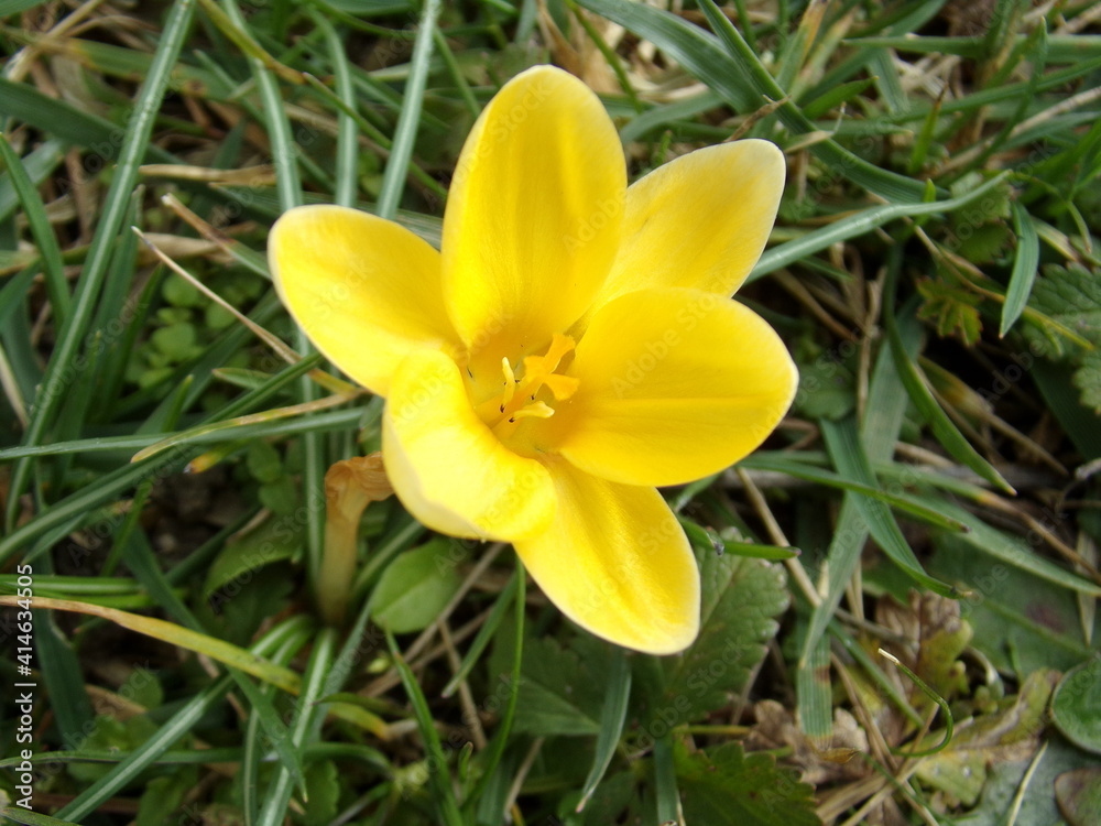 crocus lumineux