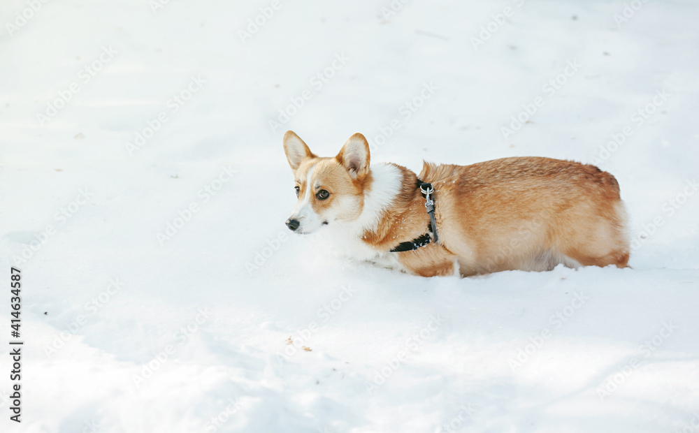 corgi is walking on the snow corgi is walking on the snow