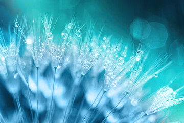 Dandelion Seeds in droplets of water on blue and turquoise beautiful background with soft focus in nature macro. Drops of dew sparkle on dandelion in rays of light.