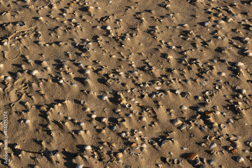 texture of sea shells buried in the sand at sunset