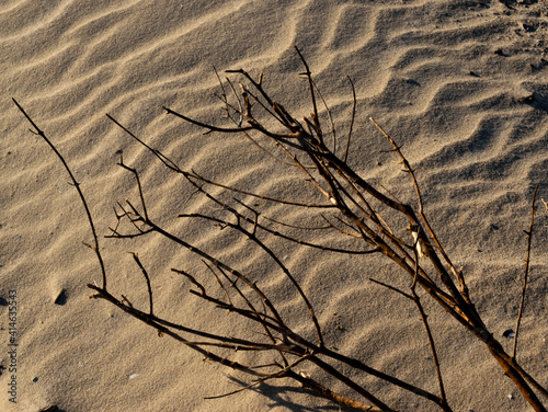 textures on the sand with shapes and a tree branch