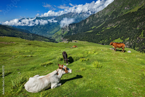 Cows grazing in Himalayas