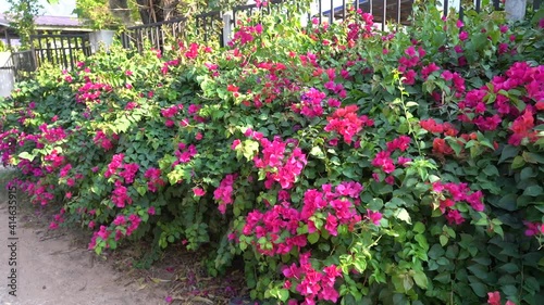 Wallpaper Mural Beautiful purple, white, red and yellow bougainvillea bushes grow along the road in front of the house. Torontodigital.ca