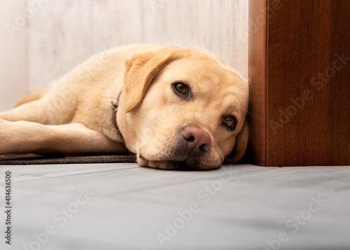 Labrador dog lying on the floor. It is sand-colored. He has a sad look