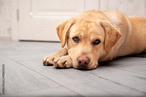Labrador dog lying on the floor. It is sand-colored. He has a sad look