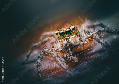 Closeup of a Plexippus petersi jumping spider