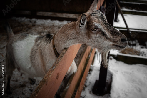 Photo of a domestic goat in a pen
