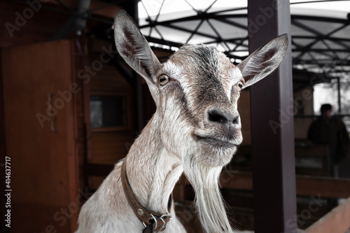 Photo of a domestic goat in a pen