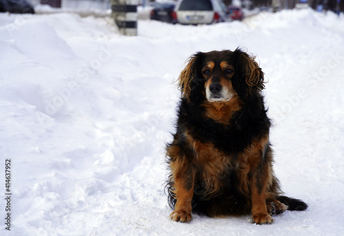 Fototapeta Naklejka Na Ścianę i Meble -  Dog on a winter day stand in the snow