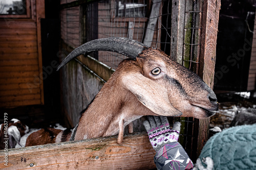 Photo of a domestic goat in a pen