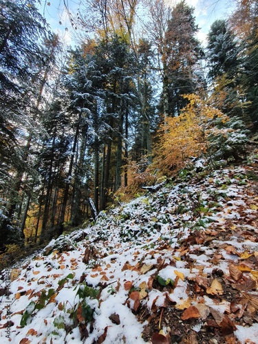 At the border between autumm and winter photo