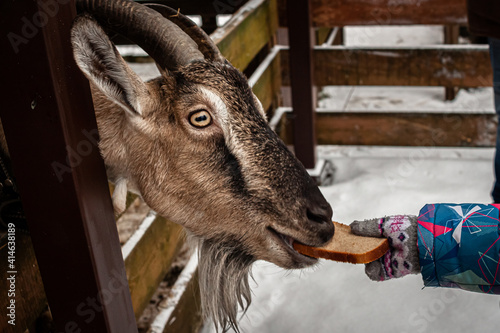 A goat in a pen is fed a piece of rye bread