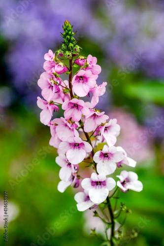 Diascia Lilac Belle a summer autumn herbaceous lavender pink perennial flower plant commonly known as twinspur stock photo image