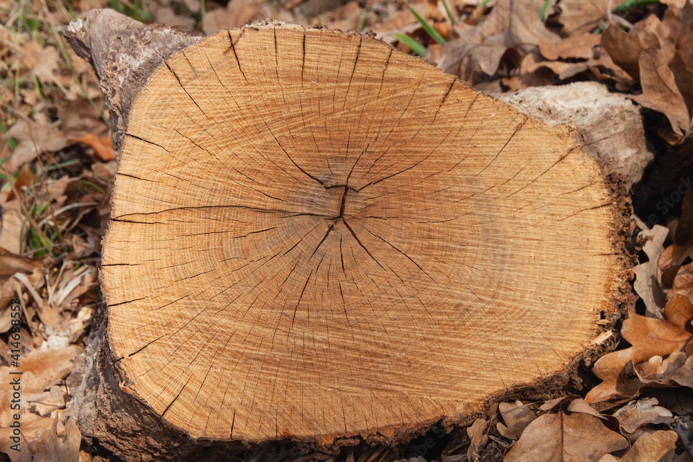 A stump among autumn leaves and grass. Top view of the rings and the cracks on it A stump among autumn leaves and grass. Top view of the rings and the cracks on it