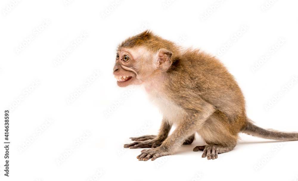 Monkey on a white background. Macaque isolated for design. The primate sits and looks. Grinning teeth and look to the side. Monkey on a white background. Macaque isolated for design. The primate sits and looks. Grinning teeth and look to the side.