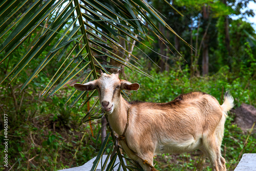 Cute brown goat on palm leaf background. South Asia village rural scene. Cute goat in tropical environment